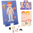Smiki, Anatomia umana, joc de potrivire magnetic