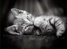 Clementoni, High Quality, Kitty, puzzle, 1000 piese