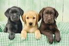 Clementoni, High Quality, Three Labs, puzzle, 1000 piese