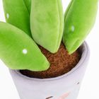 Smiki, Aloe vera, planta de plus in ghiveci, pentru replantare