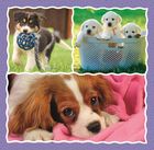 Trefl, Caini draguti, puzzle 3in1, 106 piese