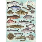 Trefl, Premium Plus, Finders Keepers, Fish Collection, puzzle, 500 piese