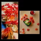 LEGO Botanicals, Bonsai de artar japonez rosu, 10348
