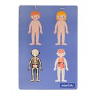 Smiki, Anatomia umana, joc de potrivire magnetic
