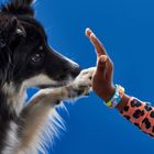 LEGO DOTS, Bratara cu animalele mele de companie, 41801
