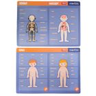 Smiki, Anatomia umana, joc de potrivire magnetic