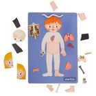 Smiki, Anatomia umana, joc de potrivire magnetic