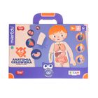 Smiki, Anatomia umana, joc de potrivire magnetic