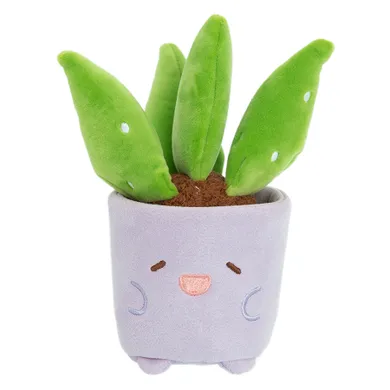 Smiki, Aloe vera, planta de plus in ghiveci, pentru replantare