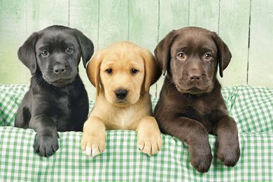 Clementoni, High Quality, Three Labs, puzzle, 1000 piese