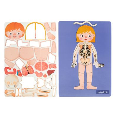 Smiki, Anatomia umana, joc de potrivire magnetic
