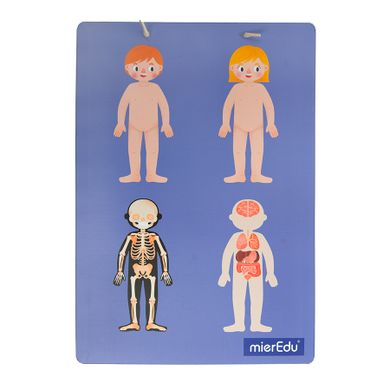 Smiki, Anatomia umana, joc de potrivire magnetic
