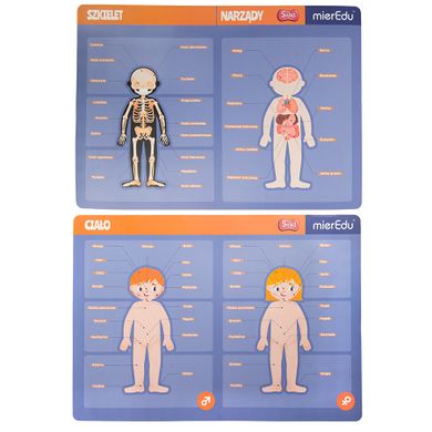Smiki, Anatomia umana, joc de potrivire magnetic