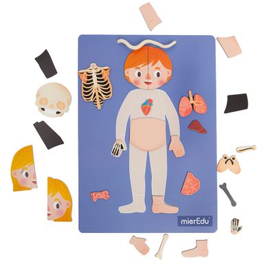 Smiki, Anatomia umana, joc de potrivire magnetic