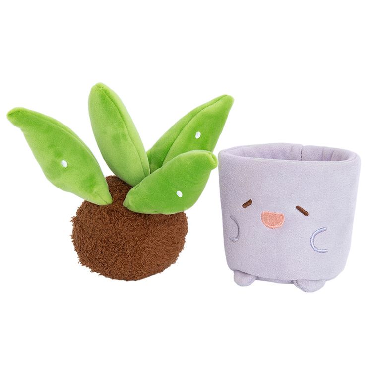 Smiki, Aloe vera, planta de plus in ghiveci, pentru replantare