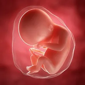 Saptamana 21 de sarcina - a doua jumatate de sarcina
